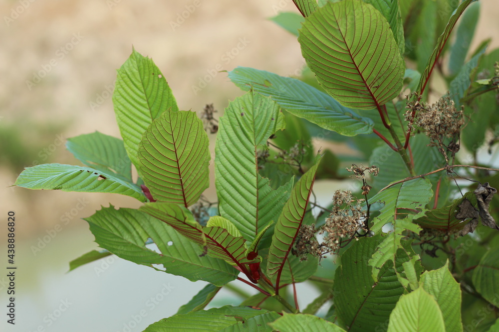 Kratom or Mitragyna Speciosa Plant with Fresh Green Leaves. This Plant is Herbal Medicine in Asia. Close Up Photo with Blurred Effect Background. Kratom or Mitragyna Speciosa Plant with Fresh Green Leaves. This Plant is Herbal Medicine in Asia. Close Up Photo with Blurred Effect Background.
