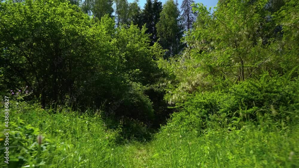 Walk through the forest on a summer day Walk through the forest on a summer day