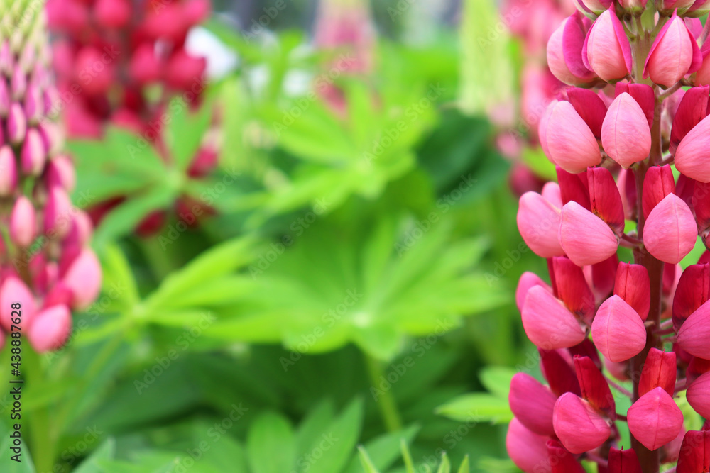 Fototapeta premium Blooming lupine. Selective focus. Floral background