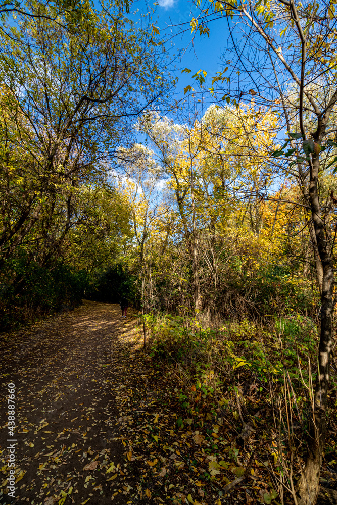 Obraz premium Darkness on a bright fall evening - Beautiful fall in Central Canada