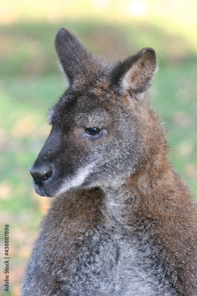 Fototapeta premium Wallaby - Closeup