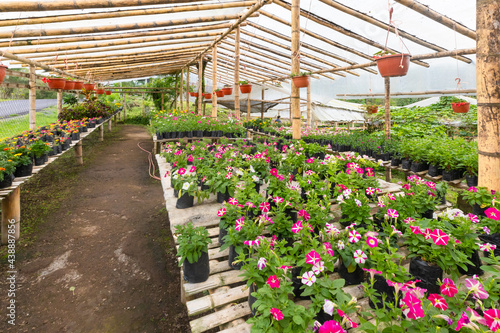 Costa Rica San Jose, greenhouse flower nursery