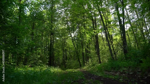 Wallpaper Mural Beautiful summer forest on a summer day Torontodigital.ca