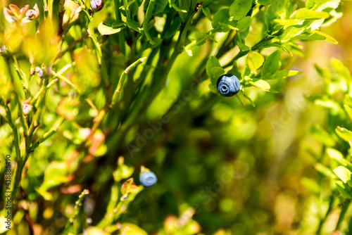 Wild blueberries - Vaccinium caesariense - healty blue uncultivated fruit in forrest