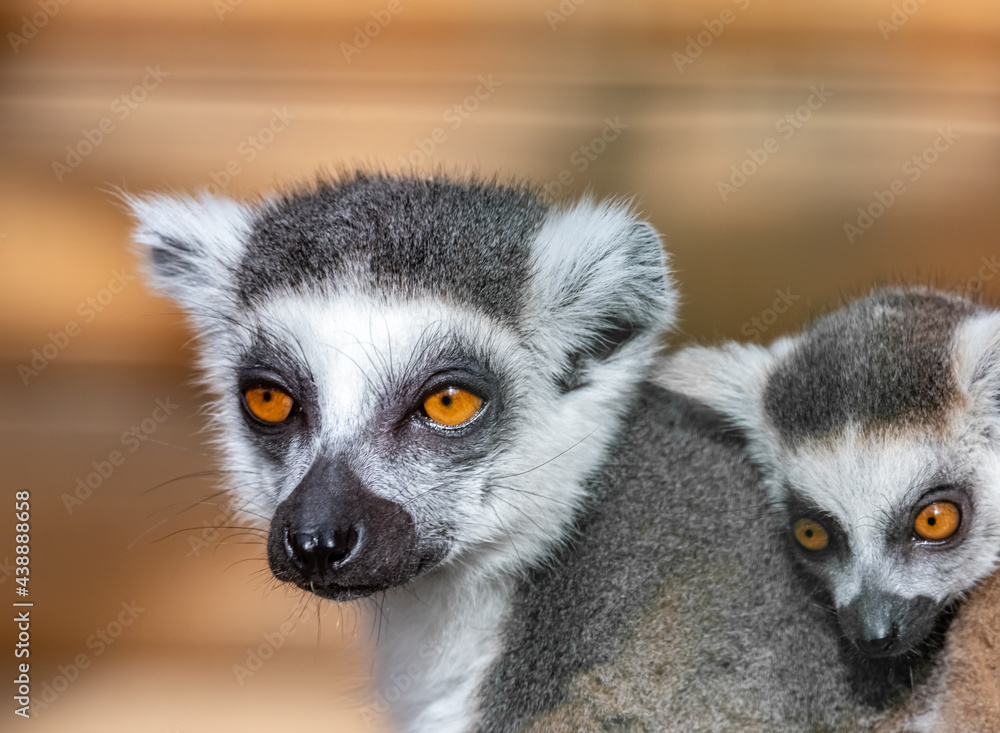 Obraz premium Lemur catta. Ring-tailed lemur. Cat lemur. Katta. Portrait close-up.