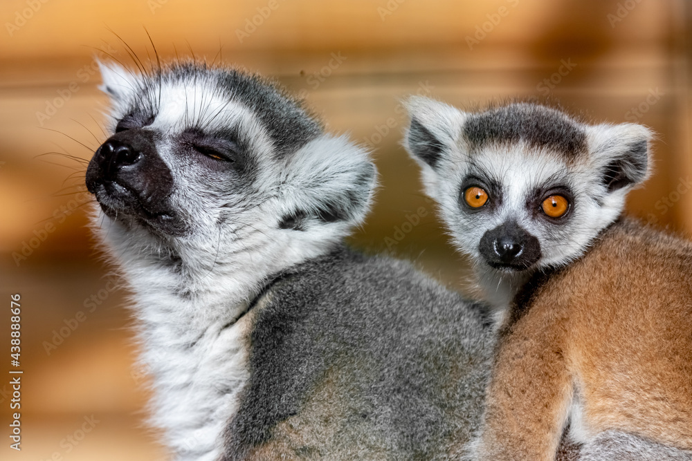 Fototapeta premium Lemur catta. Ring-tailed lemur. Cat lemur. Katta. Portrait close-up.