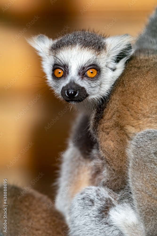 Fototapeta premium Lemur catta. Ring-tailed lemur. Cat lemur. Katta. Portrait close-up.