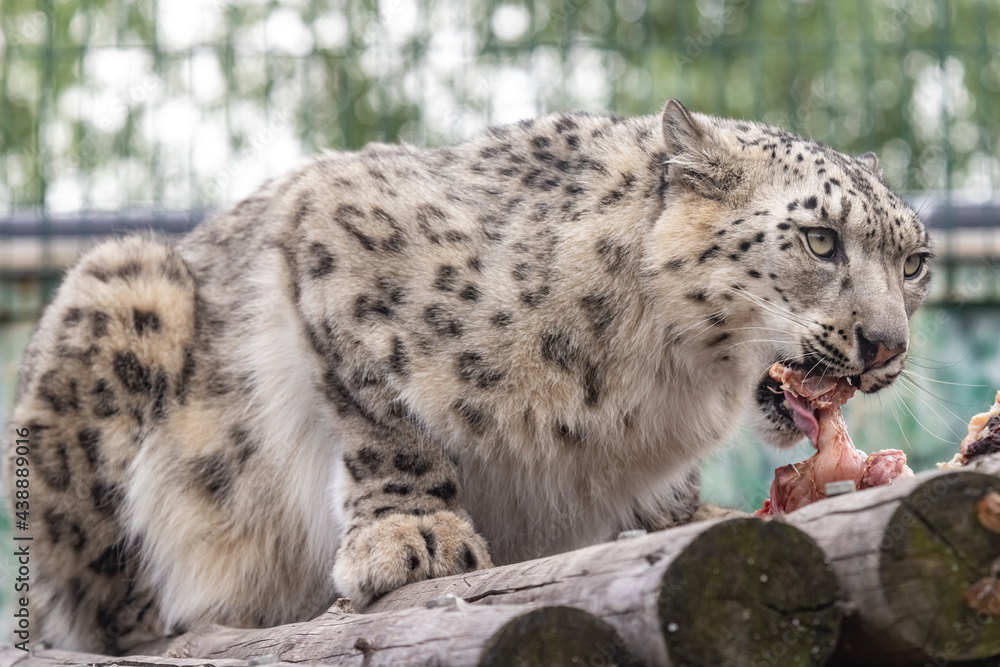 Panthera uncia. Snow leopard. Irbis. Uncia uncia. Portrait close-up. Panthera uncia. Snow leopard. Irbis. Uncia uncia. Portrait close-up.