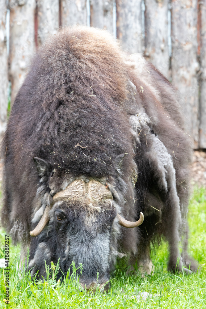 Ovibos moschatus. Musk ox. Portrait close-up.