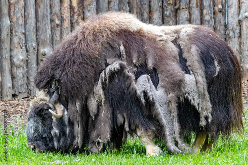 Ovibos moschatus. Musk ox. Portrait close-up. photo