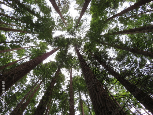 beautiful redwood forest giant trees huge fat tall wood