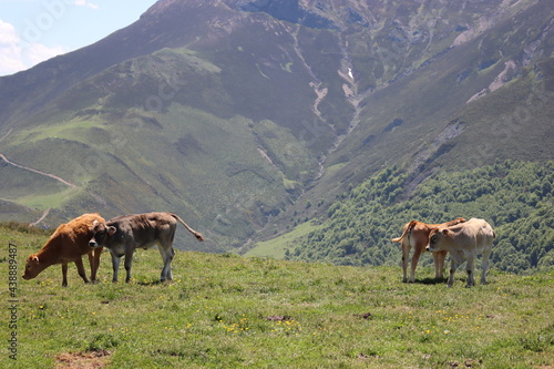 beautiful cows eating green grass feeding to give milk and meat