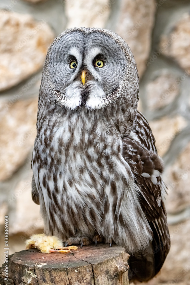 Obraz premium Strix nebulosa. A bearded, obscure bird of prey. The owl-like order.Portrait close-up.