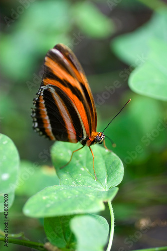 Butterfly - Orange Black and White Stripes