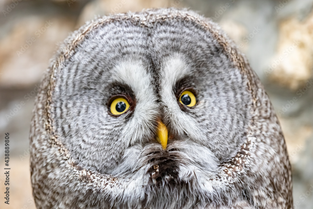 Strix nebulosa. A bearded, obscure bird of prey. The owl-like order.Portrait close-up. Strix nebulosa. A bearded, obscure bird of prey. The owl-like order.Portrait close-up.