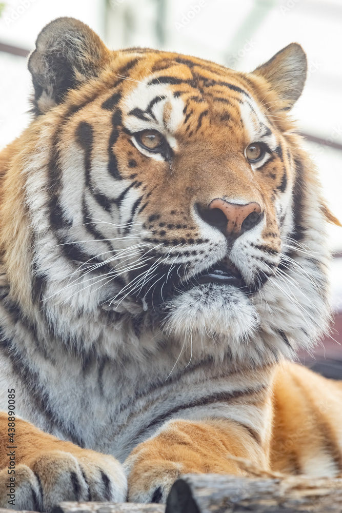 Obraz premium The Amur tiger. The Ussuri tiger. close-up portrait.Panthera tigris altaica.Panthera tigris tigris.