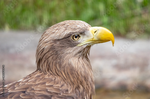 The white-tailed eagle is a bird of prey.Close-up. Haliaeetus albicilla.