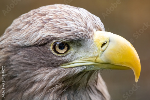 The white-tailed eagle is a bird of prey.Close-up. Haliaeetus albicilla.