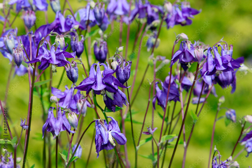 Gewöhnliche Akelei (Aquilegia vulgaris), auch Wald-Akelei Gewöhnliche Akelei (Aquilegia vulgaris), auch Wald-Akelei