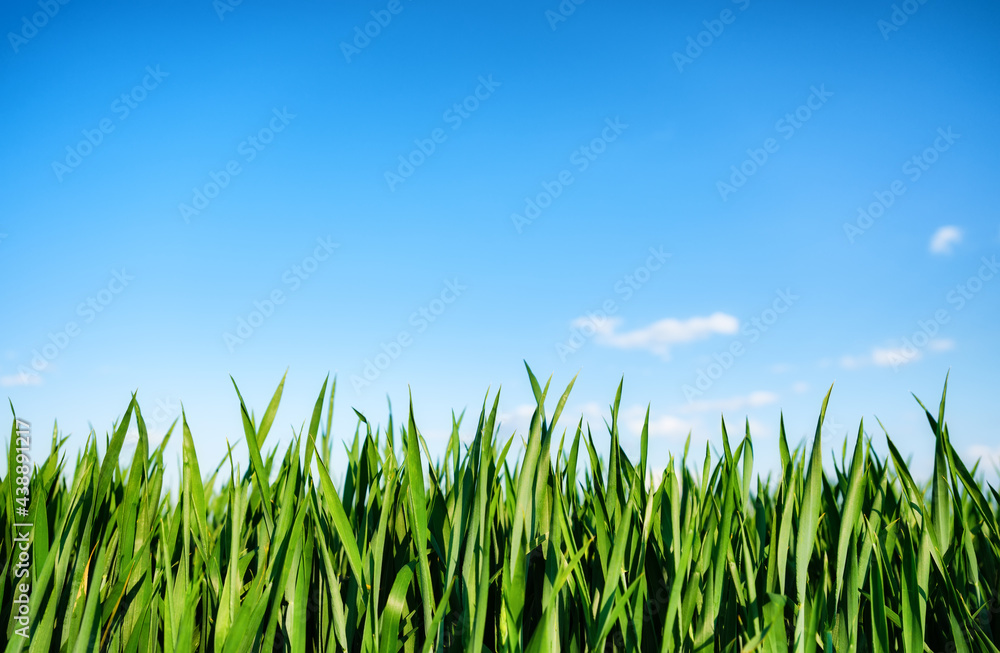 Fresh grass against a bluish blue sky. Agricultural landscape. Green wheat in the summertime. A natural landscape.