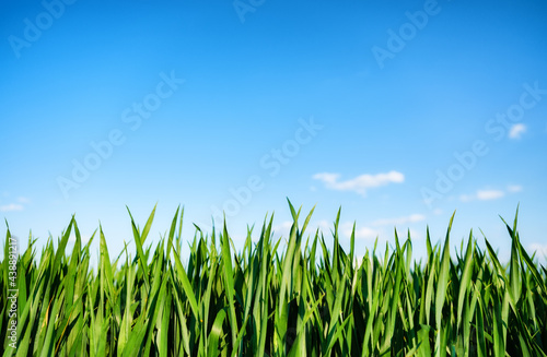 Fresh grass against a bluish blue sky. Agricultural landscape. Green wheat in...