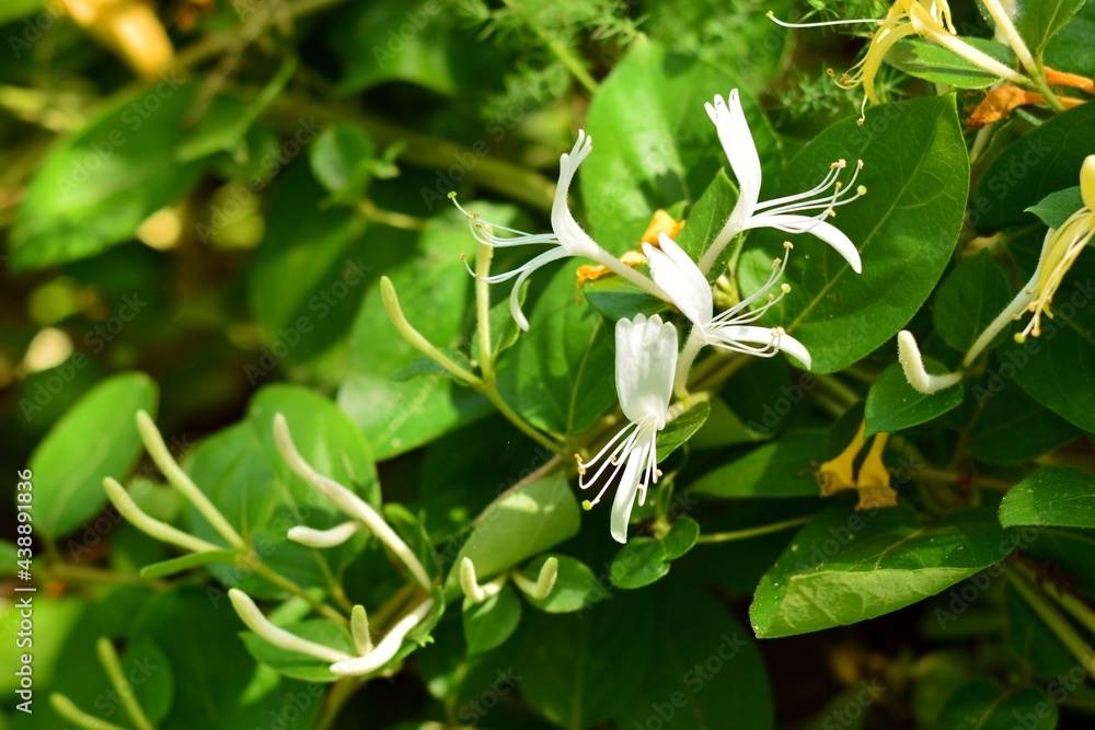 Planta de madreselva con flores en primavera, Lonicera Planta de madreselva con flores en primavera, Lonicera