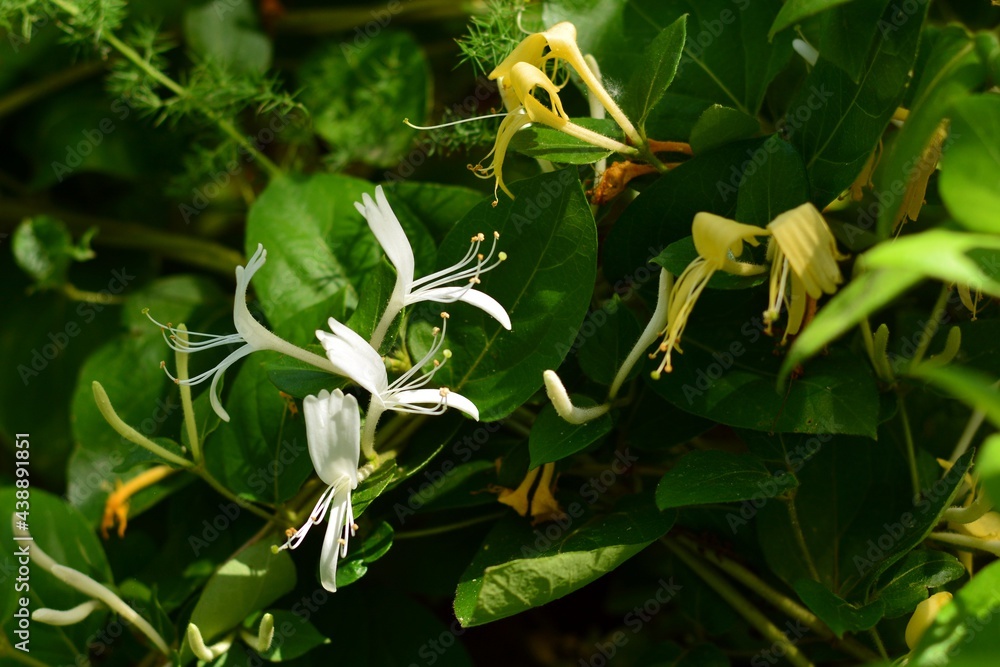 Naklejka premium Planta de madreselva con flores en primavera, Lonicera