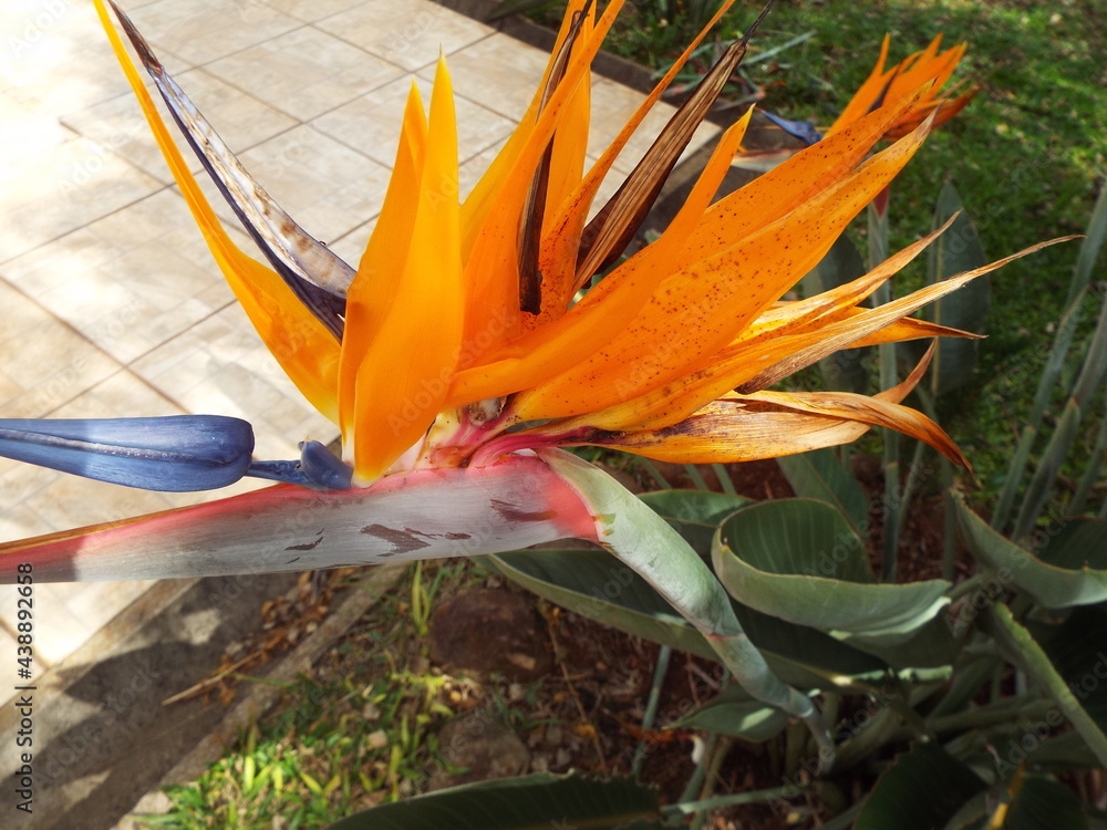 Flor laranja parecedo com passaros, Strelitzia. Planta de peciolo e caules  longos acinzentados. ornamental de jardim foto de Stock | Adobe Stock