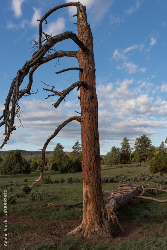 A dead pine tree, partly standing, partly fallen. with a wide view of the forested landscape and cloudy skies in the background. A dead pine tree, partly standing, partly fallen. with a wide view of the forested landscape and cloudy skies in the background.
