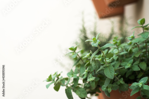 Organic peppermint plant growing healthy with other aromatic plants in a vertical garden made of wall pots, selective focus, white background with copy space