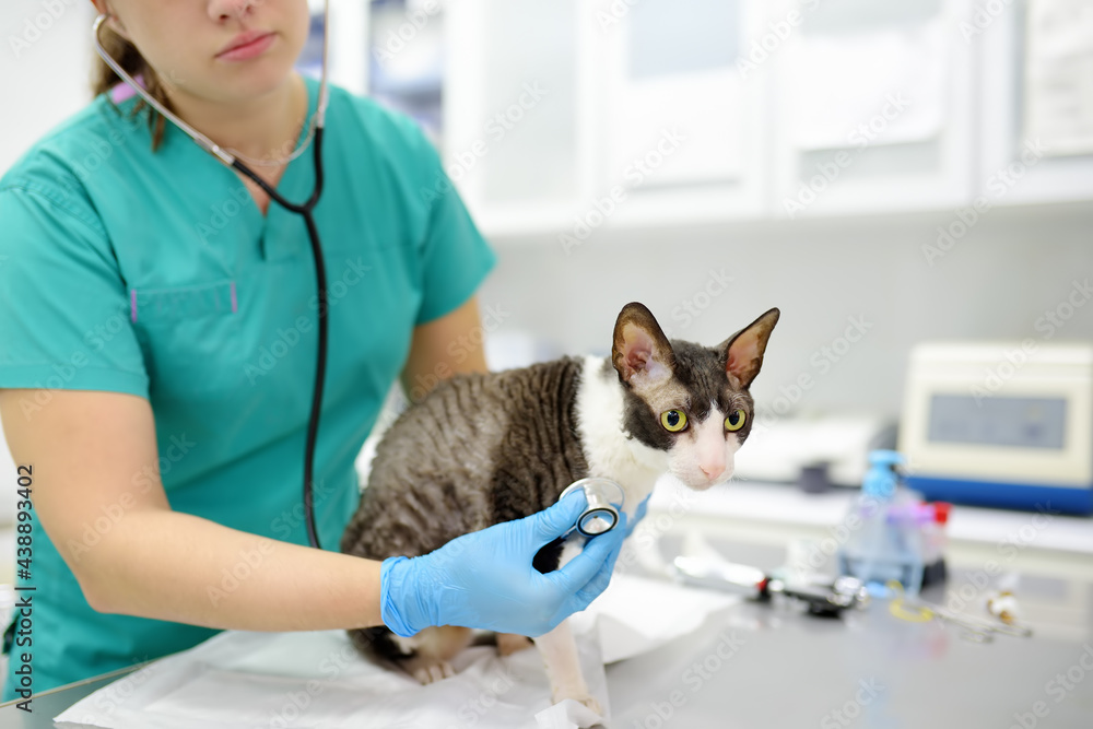Veterinarian examines a cat of a disabled Cornish Rex breed in a veterinary clinic. The cat has