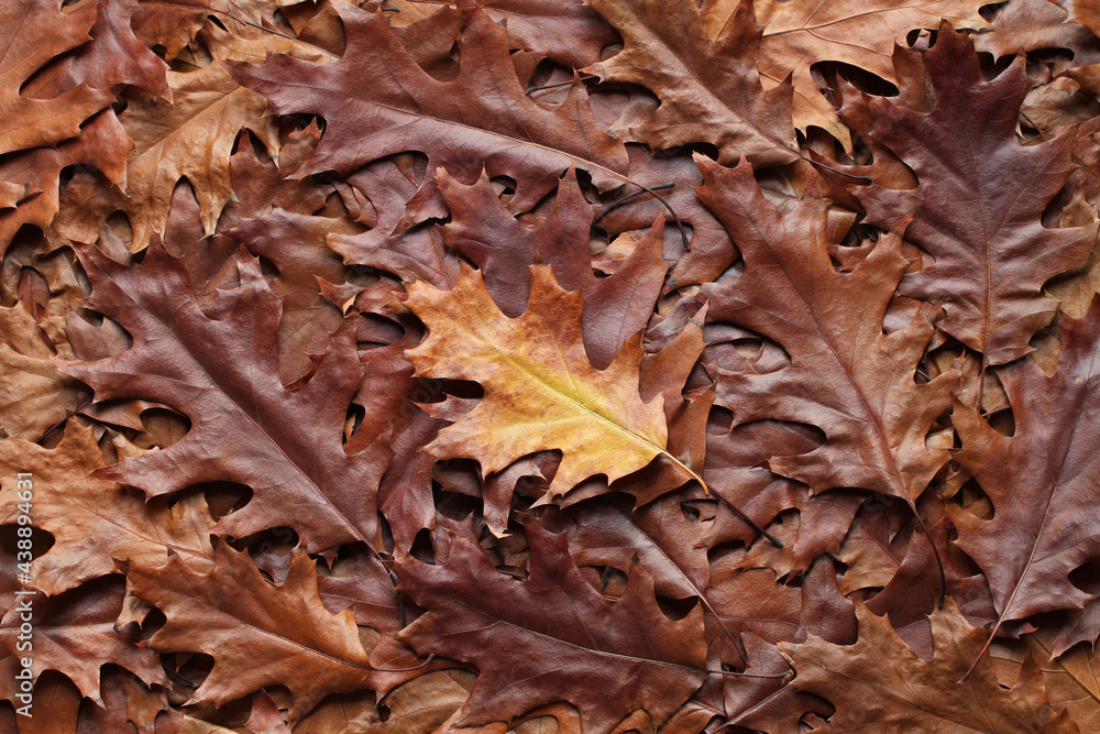 Autumn background - top view of a heap of dry brown and yellow oak leaves. Closeup