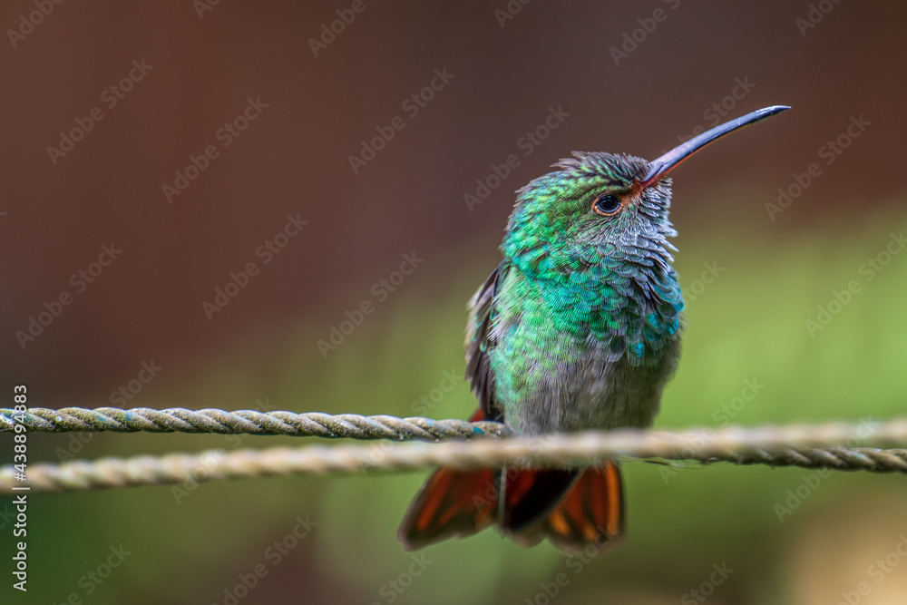 Naklejka premium hummingbird on a branch
