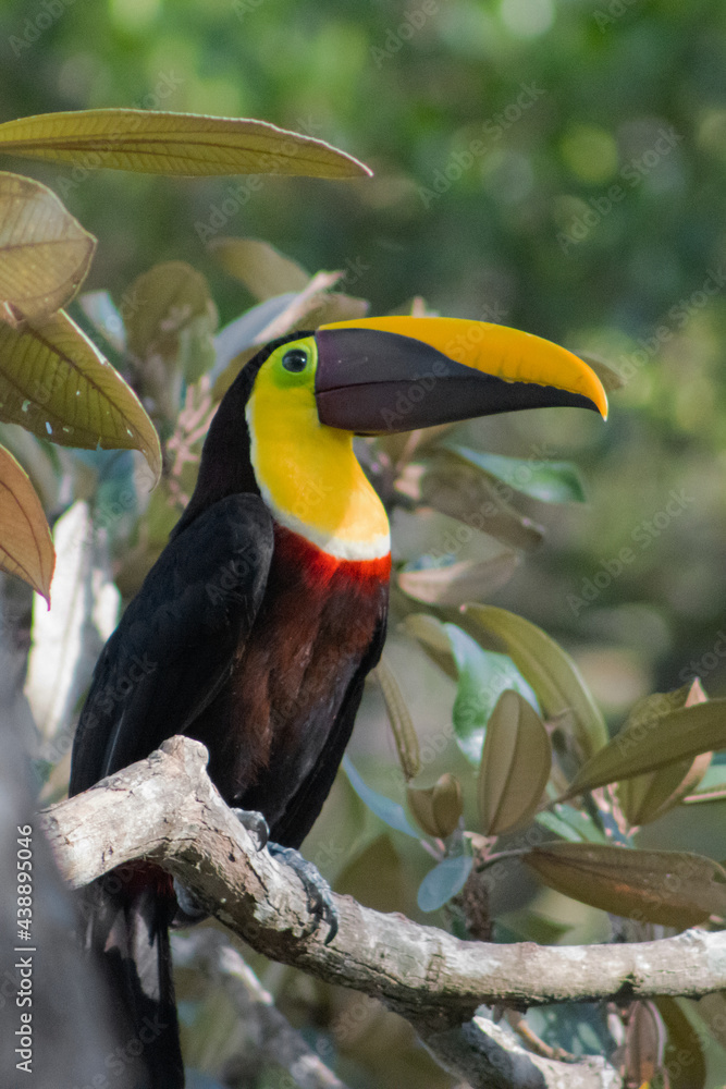Fototapeta premium Tucan pico iris, naturalesza, aves, libertad, bosque seco. 