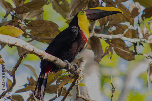 Tucan pico iris, naturalesza, aves, libertad, bosque seco.  photo
