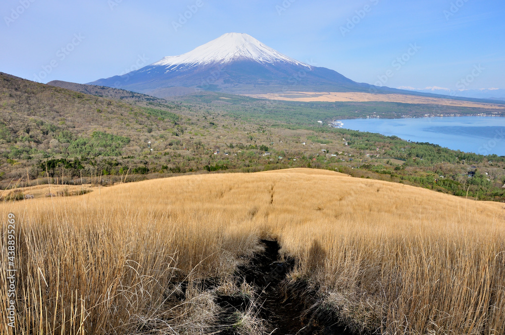 Fototapeta premium 丹沢山地の鉄砲木ノ頭より春の富士山