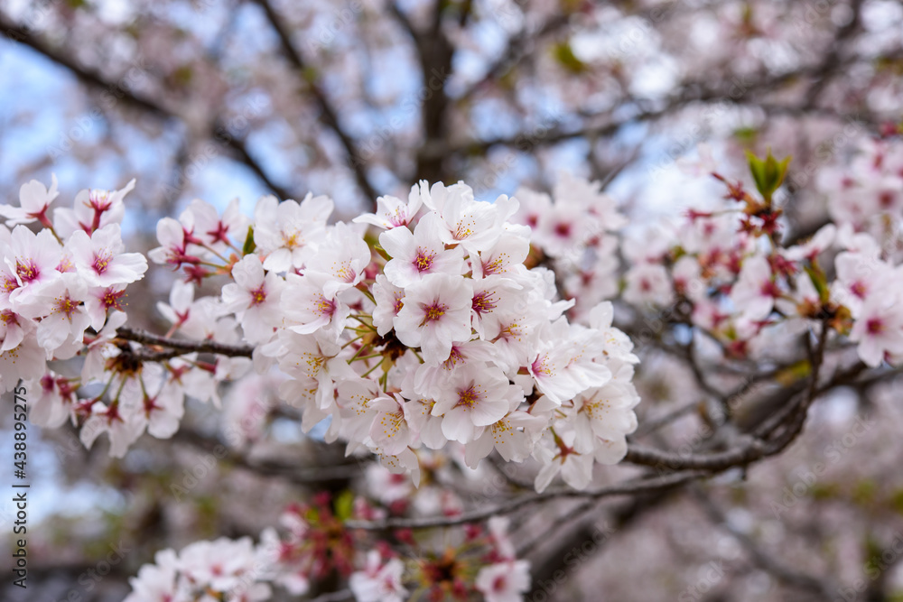 綺麗な満開の桜のアップ