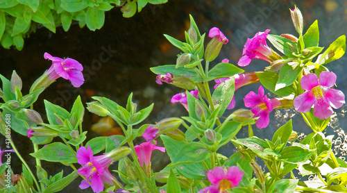 Close up of Monkey Flowers. Bird Creek meadows. Mt. Adams Wildernesss, Washington photo