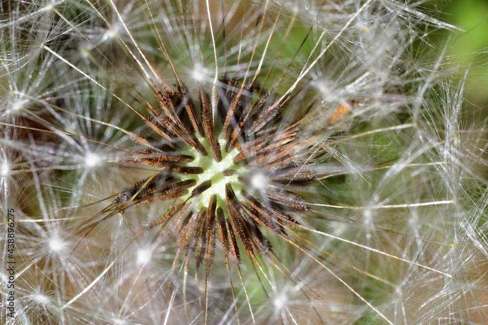 Close-up view of dandelion seeds still attached to the plant.