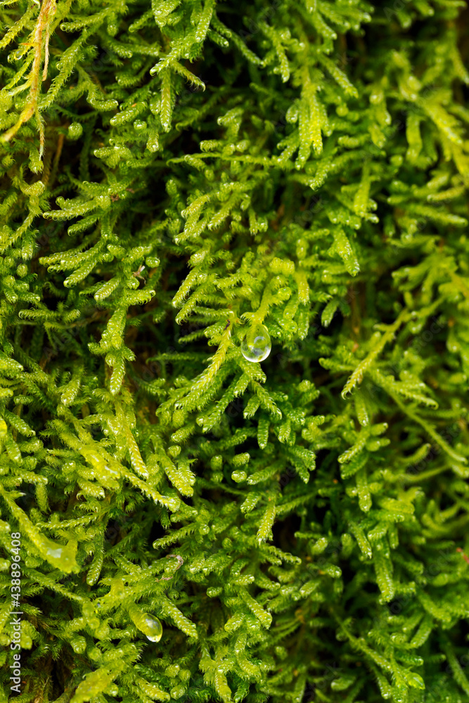 Water drop on green moss in winter. Water drop on green moss in winter.