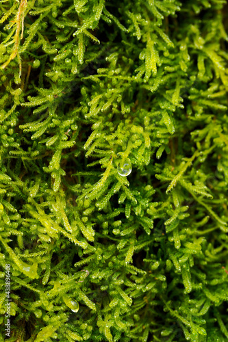 Water drop on green moss in winter.