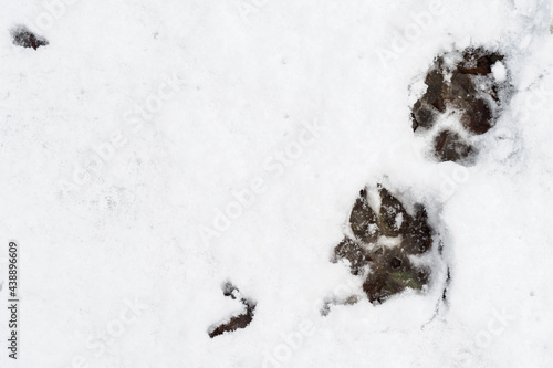Dog footprints in the snow. © lapis2380