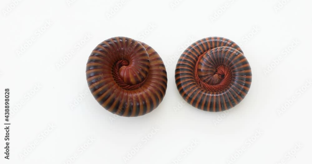 Millipede on a white background
Millipede on a white background