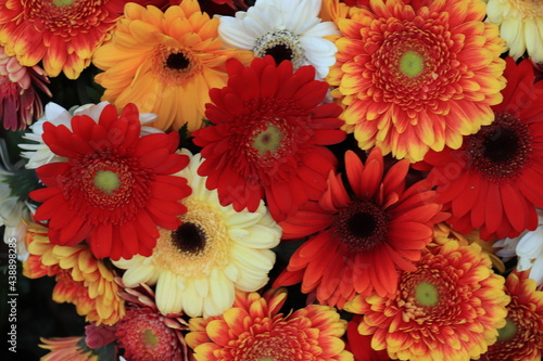 Colorful gerbera bouquet