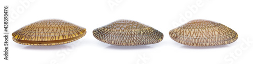 Surf clam isolated on white background photo