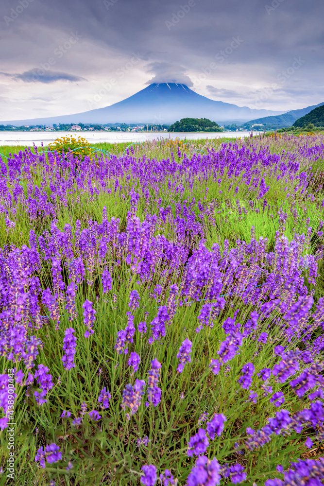 Fuji Mountain and Lavender Field in Summer Cloudy Day, Oishi Park, Kawaguchiko Lake, Japan	
