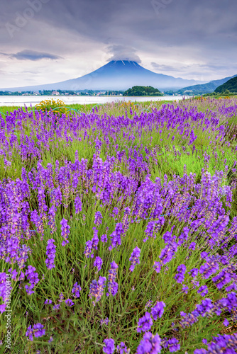 Fuji Mountain and Lavender Field in Summer Cloudy Day, Oishi Park, Kawaguchiko Lake, Japan 
