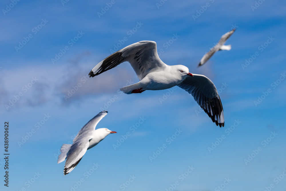 Silver Gulls in flight with blue sky