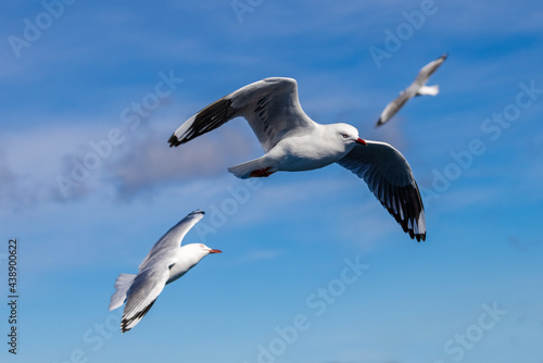 Silver Gulls in flight with blue sky