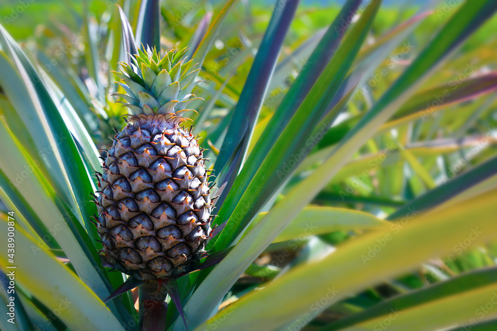 juicy pineapple growing in plantation juicy pineapple growing in plantation